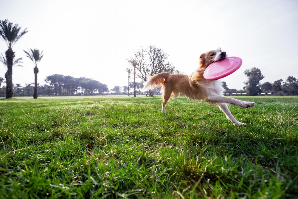 best dog frisbee