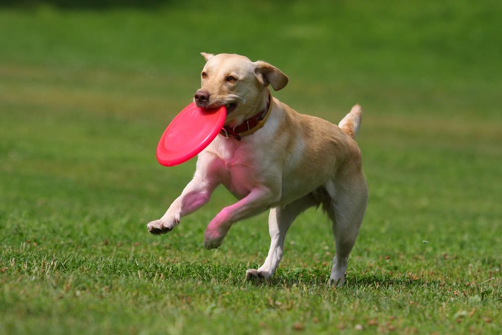 Best Frisbee dogs 