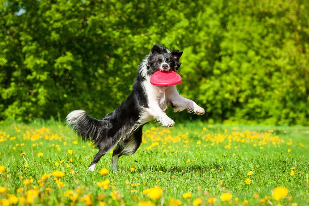 dog frisbee competition