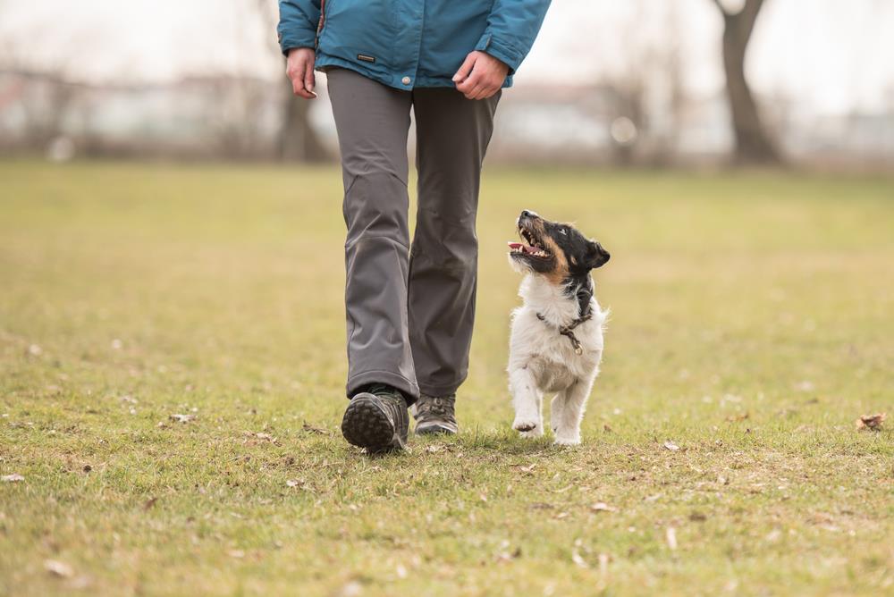 how to teach a dog to catch a frisbee