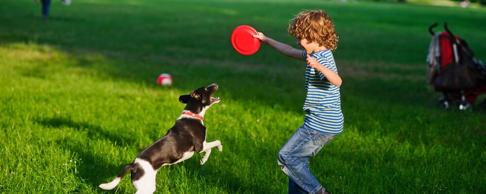 Get the best Frisbee dogs and discs near you