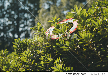 How to Get a Frisbee Out of a Tree