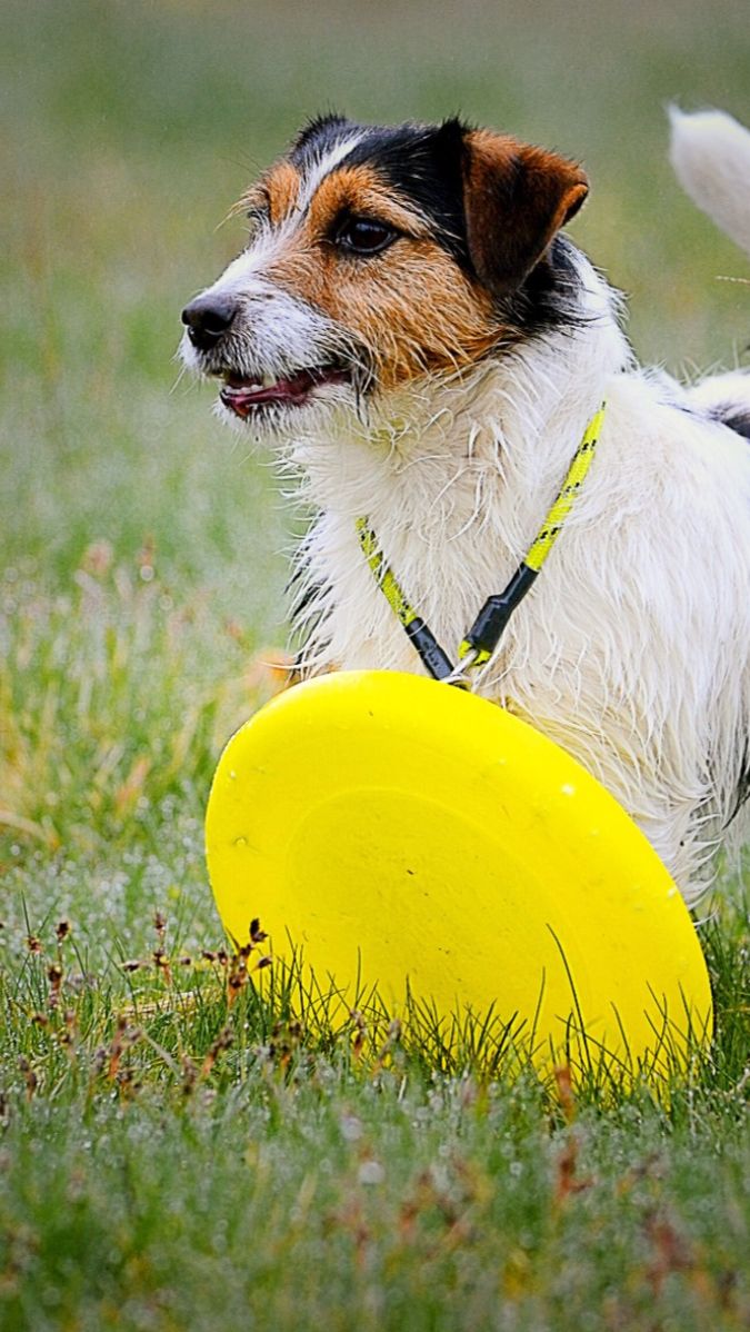 how to get your dog interested in frisbee