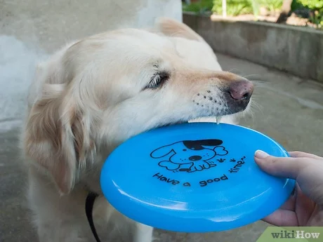 How to Get Your Dog to Catch a Frisbee