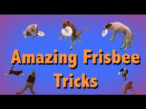 How to Teach a Dog Frisbee Tricks