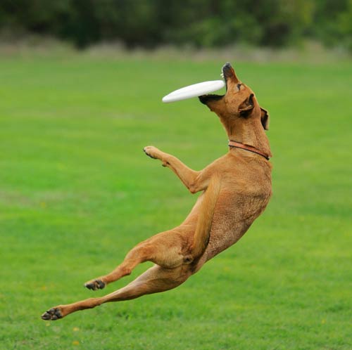 how to teach a dog how to catch a frisbee