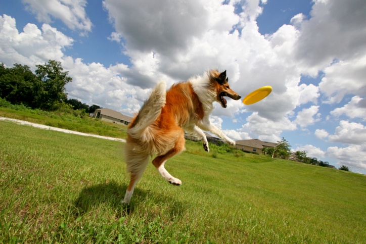 how to teach a dog to play frisbee