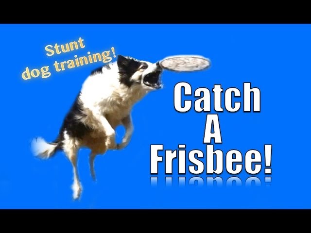 How to Teach Dog to Catch Frisbee in Air