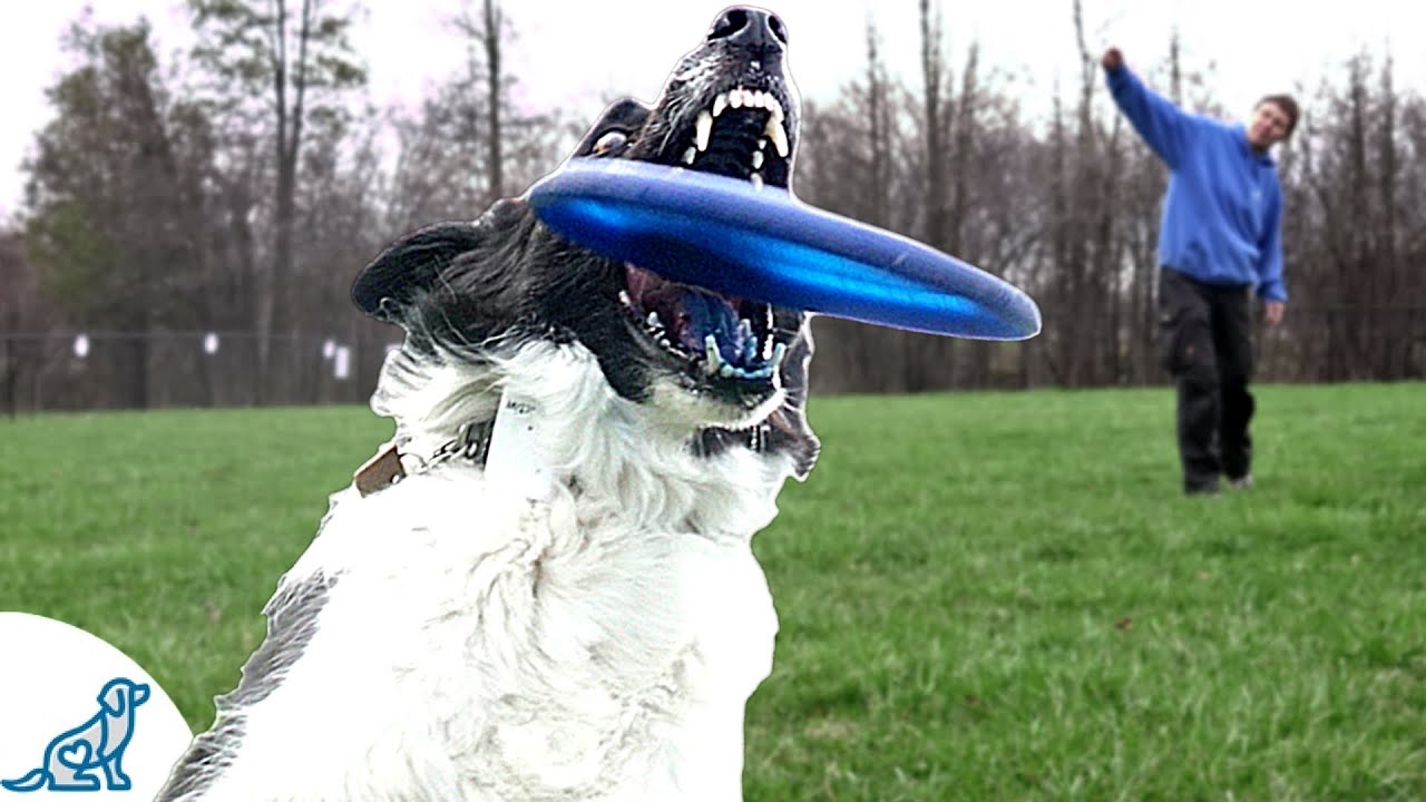 How to Throw a Frisbee for a Dog