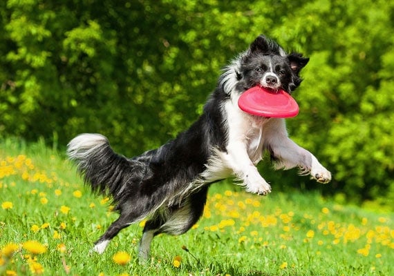 What Kind of Frisbee for Dog